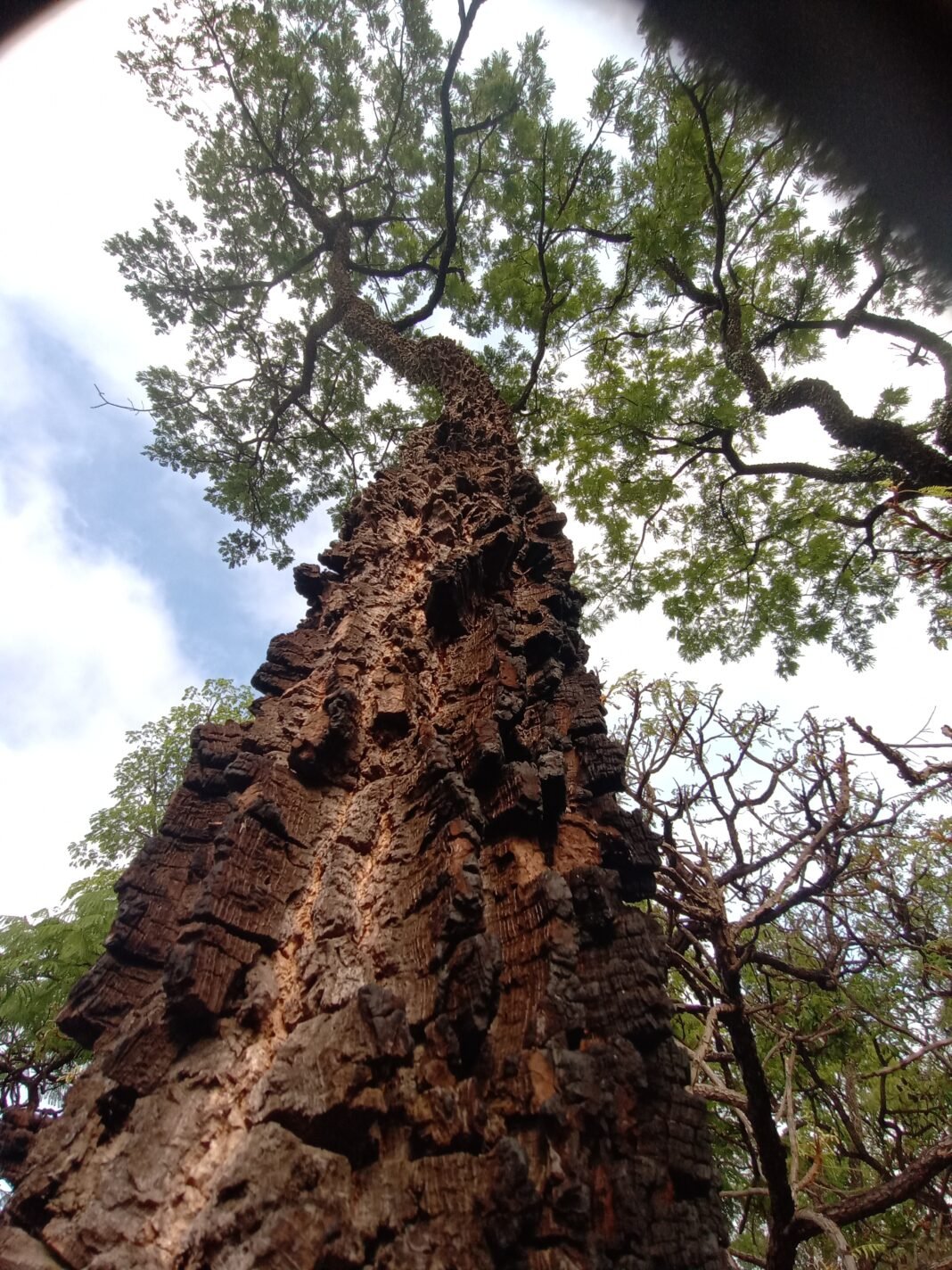 A Biblia é inerante.
